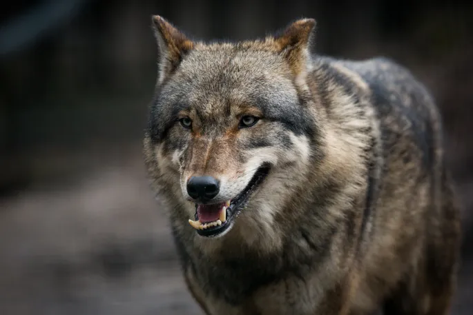 Läänemaal jäi rajakaamera ette jahti pidav hunt, kes põdravasika maha murdis Läänemaal jäi rajakaamera ette jahti pidav hunt, kes põdravasika maha murdis